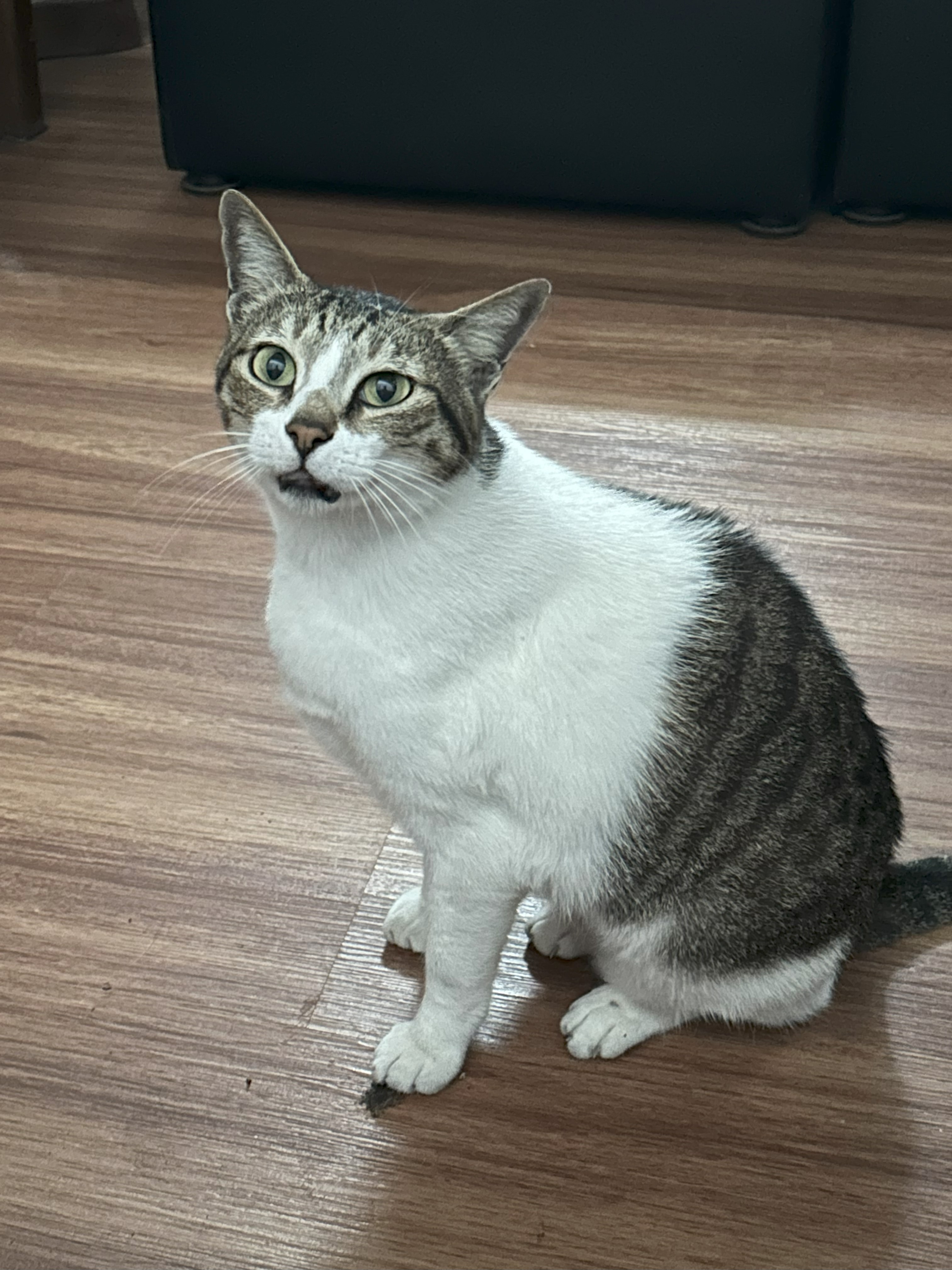 a photo of Mark, JP's cat